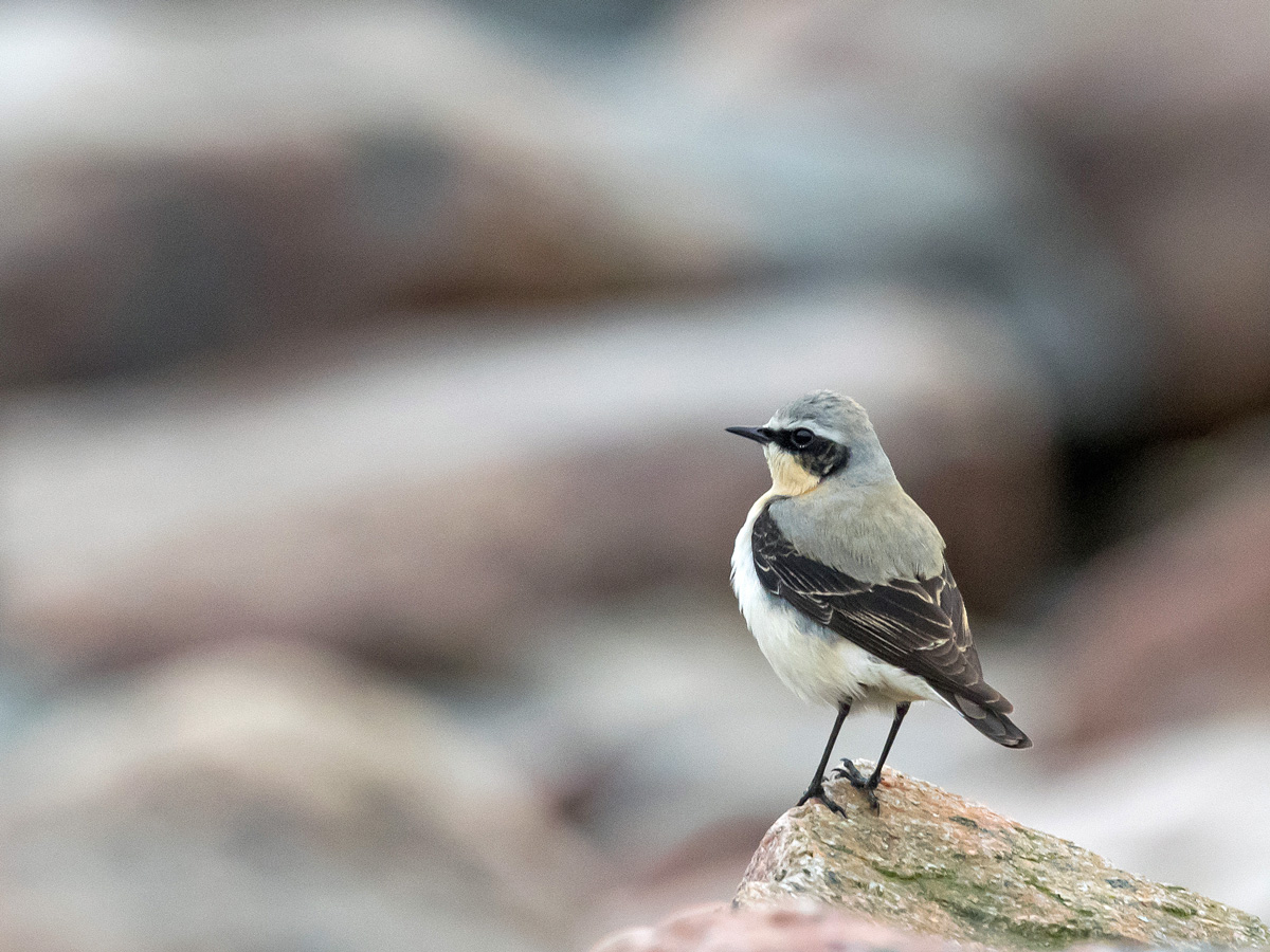 Kivitasku, Northern Wheatear (Oenanthe oenanthe)