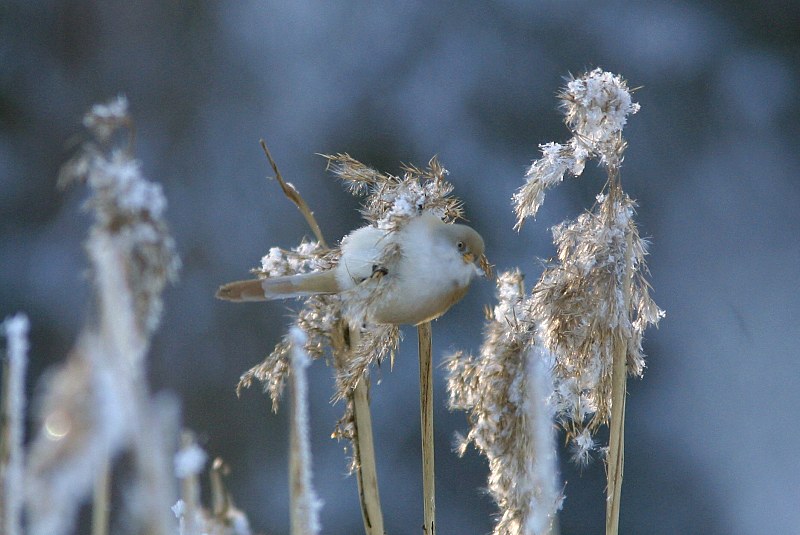 Viiksitimali (Panurus biarmicus)