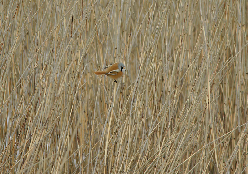 Viiksitimali Bearded Reedling (Panurus biarmicus)