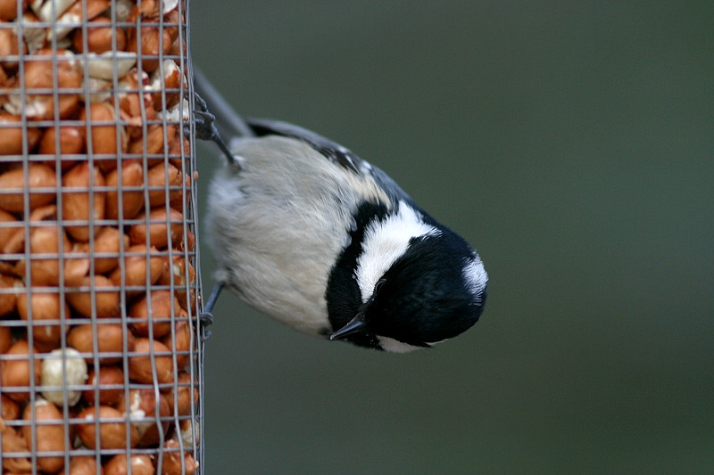 Kuusitiainen, Coal Tit  (Parus ater)