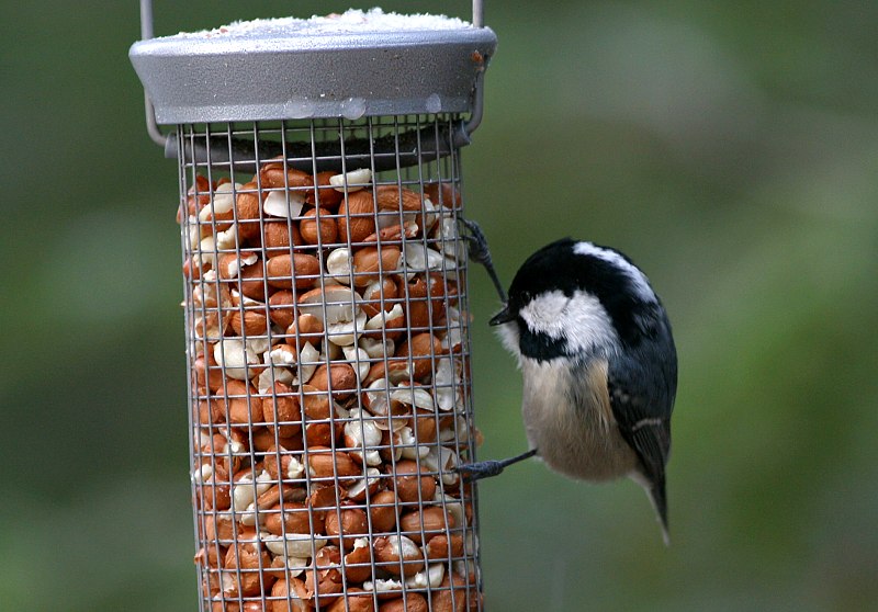 Kuusitiainen, Coal Tit  (Parus ater)