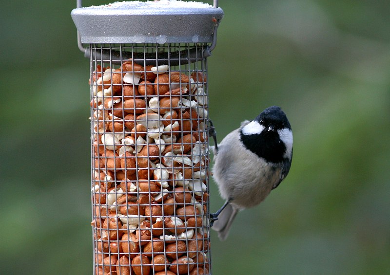 Kuusitiainen, Coal Tit  (Parus ater)