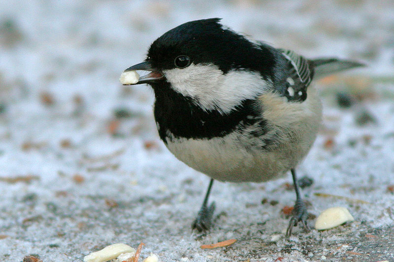 Kuusitiainen, Coal Tit  (Parus ater)