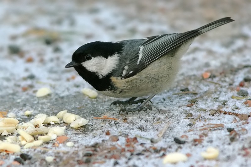 Kuusitiainen, Coal Tit  (Parus ater)