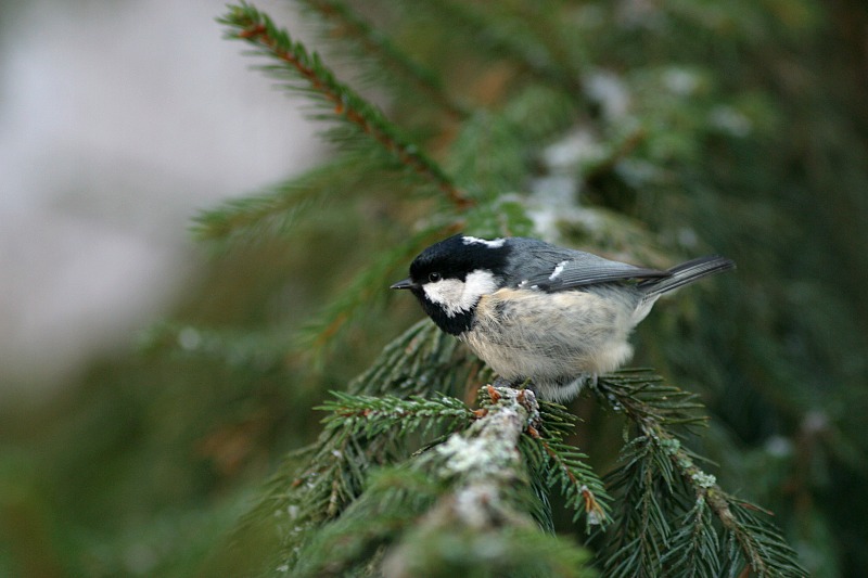 Kuusitiainen, Coal Tit  (Parus ater)