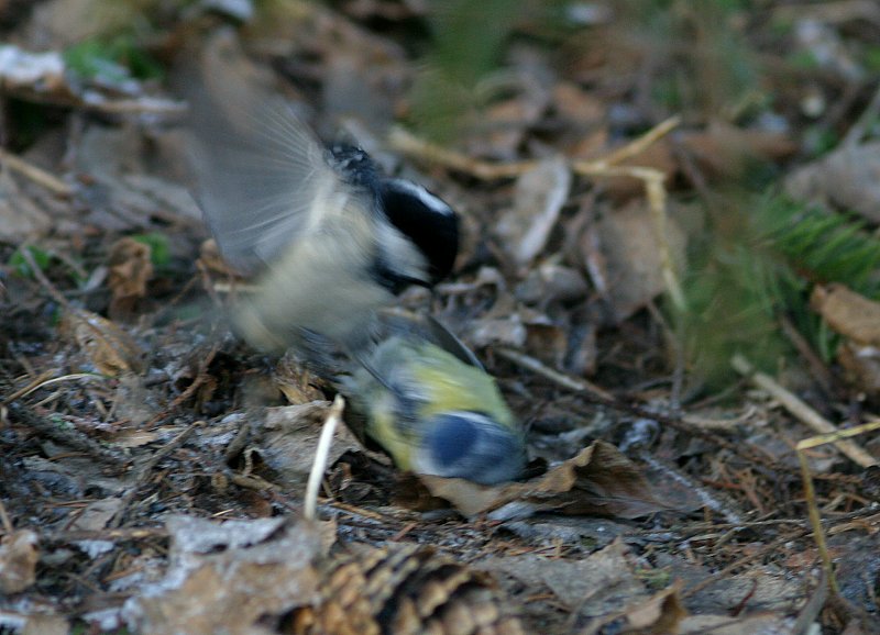 Kuusitiainen, Coal Tit  (Parus ater)