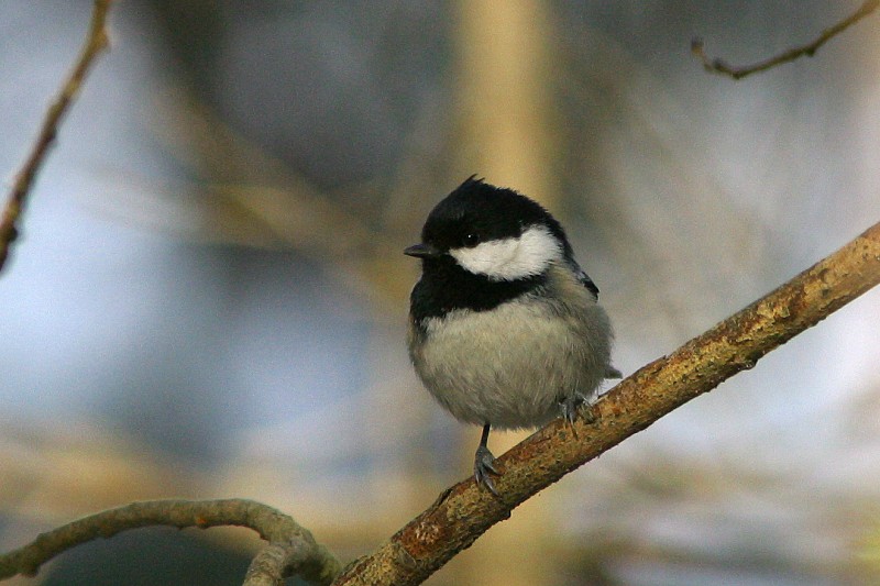 Kuusitiainen, Coal Tit  (Parus ater)