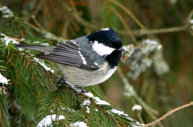 Kuusitiainen, Coal Tit  (Parus ater)