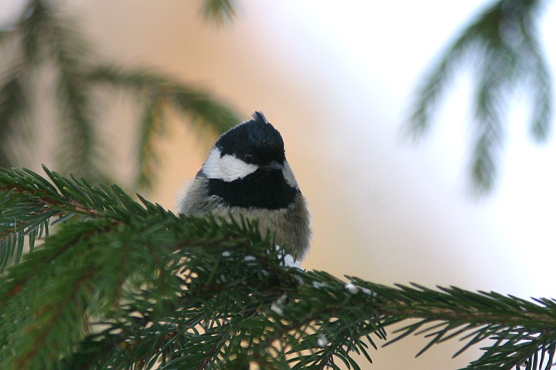 Kuusitiainen, Coal Tit  (Parus ater)