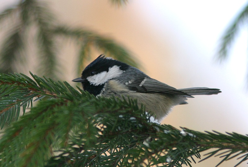 Kuusitiainen, Coal Tit  (Parus ater)