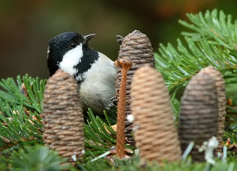 Kuusitiainen, Coal Tit  (Parus ater)