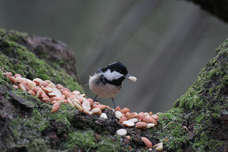 Kuusitiainen, Coal Tit  (Parus ater)