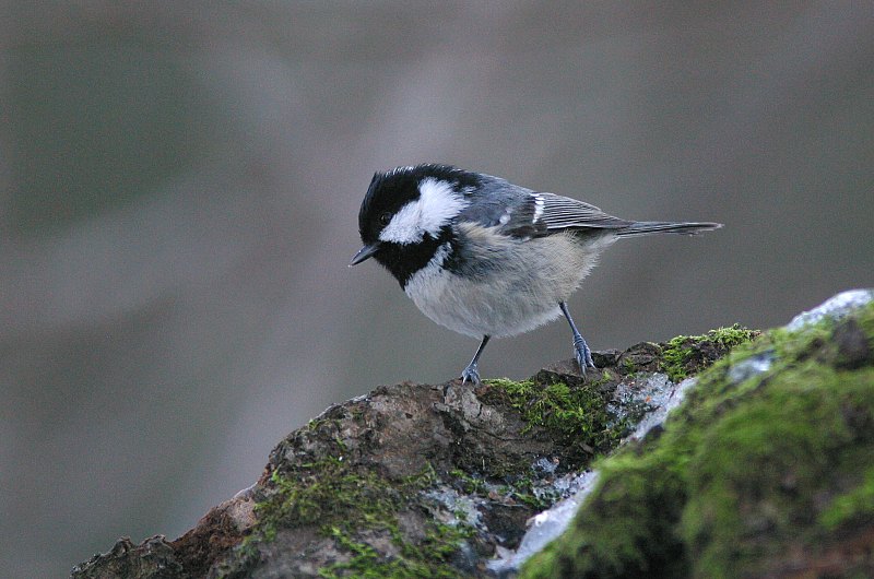 Kuusitiainen, Coal Tit  (Parus ater)