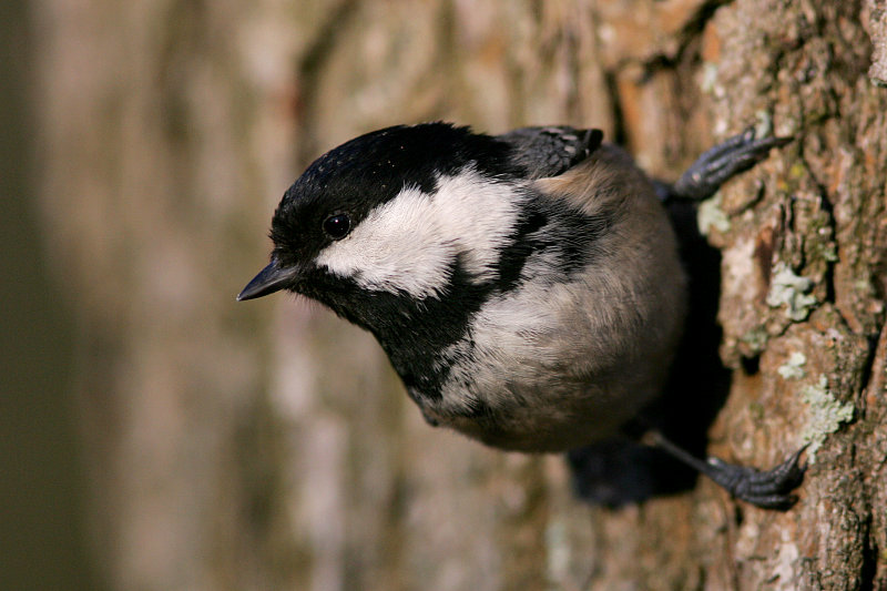 Kuusitiainen, Coal Tit  (Parus ater)