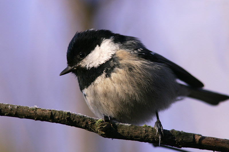 Kuusitiainen, Coal Tit  (Parus ater)