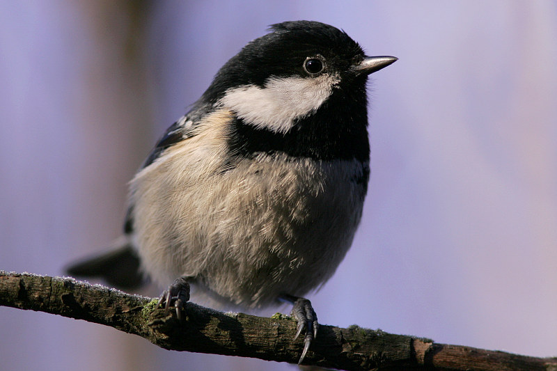 Kuusitiainen, Coal Tit  (Parus ater)