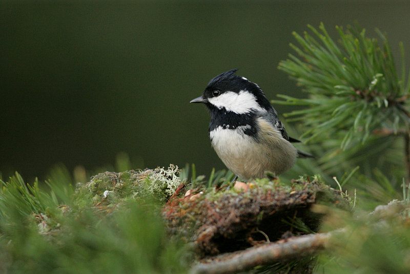 Kuusitiainen, Coal Tit (Parus ater)