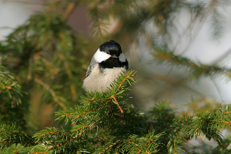 Kuusitiainen, Coal Tit (Parus ater)