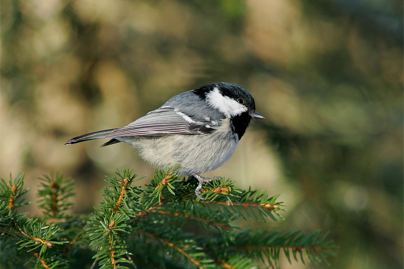 Kuusitiainen, Coal Tit (Parus ater)