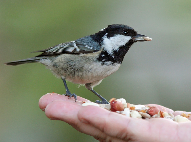 Kuusitiainen, Coal Tit (Parus ater)