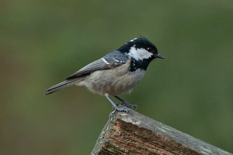 Kuusitiainen, Coal Tit (Parus ater)