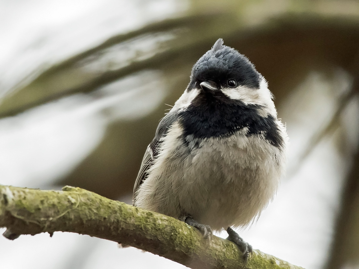 Kuusitiainen, Coal Tit (Parus ater)