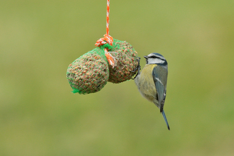 Sinitiainen, Blue Tit (Parus caeruleus)
