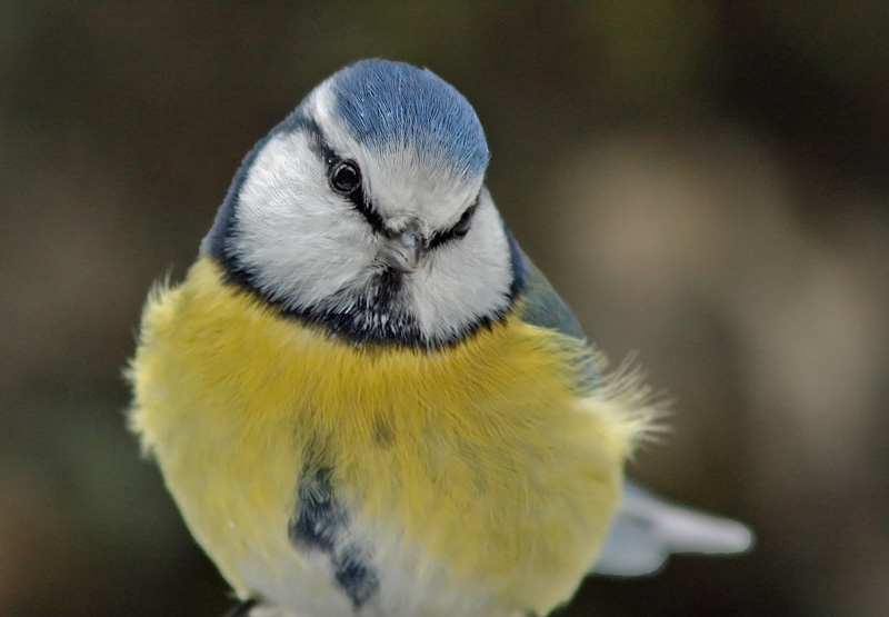 Sinitiainen, Blue Tit (Parus caeruleus)