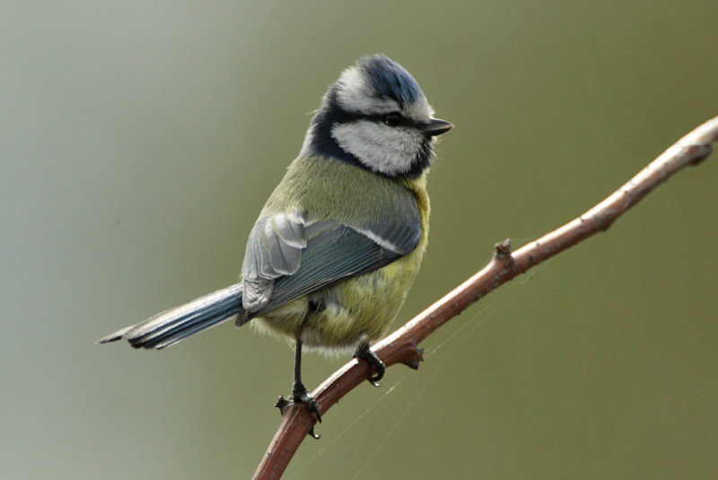 Sinitiainen, Blue Tit (Parus caeruleus)