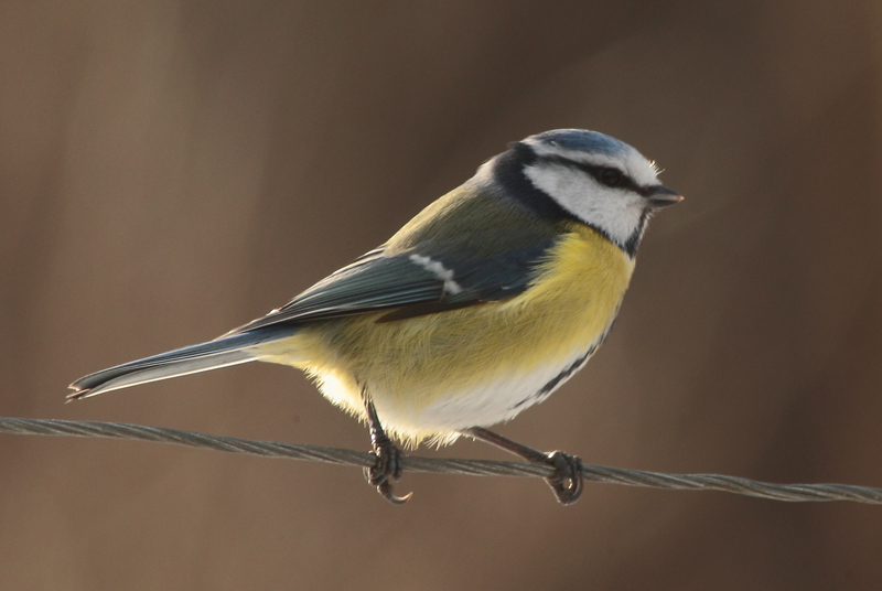 Sinitiainen, Blue Tit (Parus caeruleus)