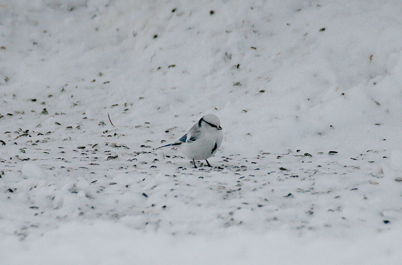 Valkop��tiainen Parus cyanus