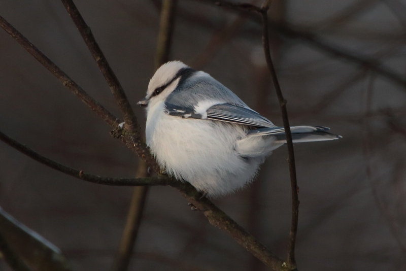 Viitatiainen (Parus palustris)