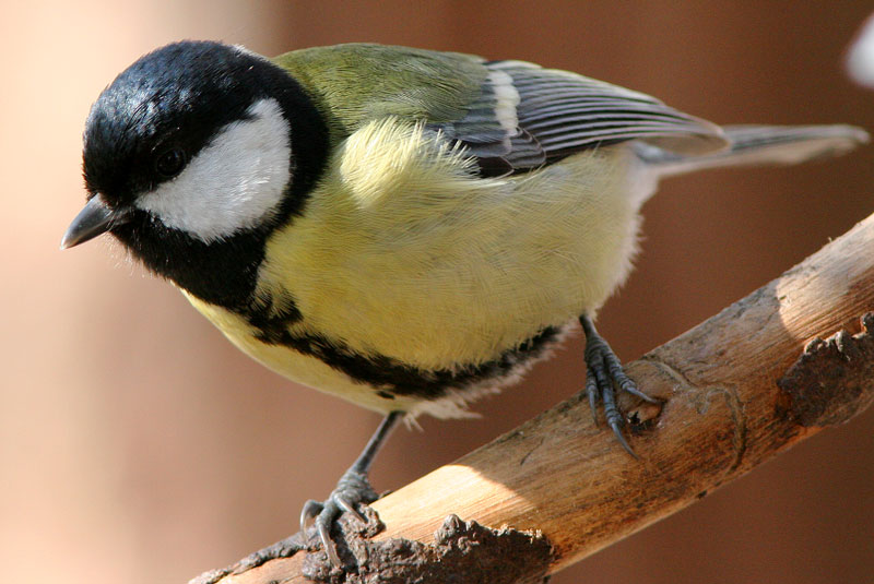 Talitiainen, Great Tit (Parus major)