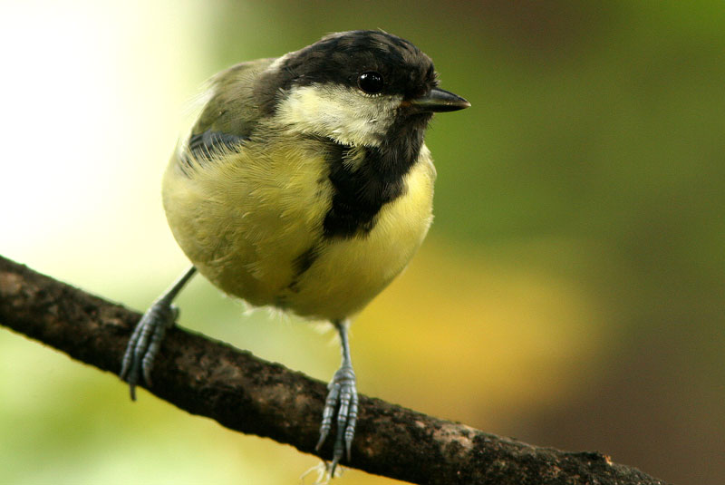 Talitiainen, Great Tit (Parus major)
