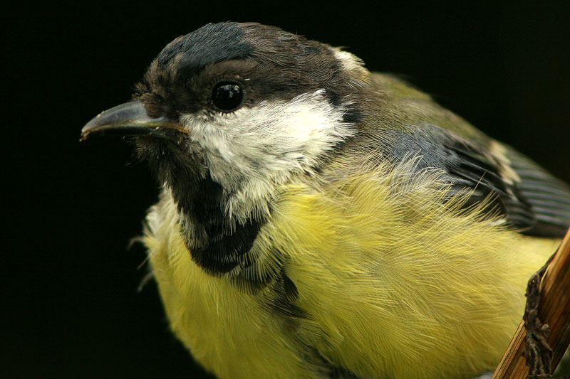 Talitiainen, Great Tit (Parus major)