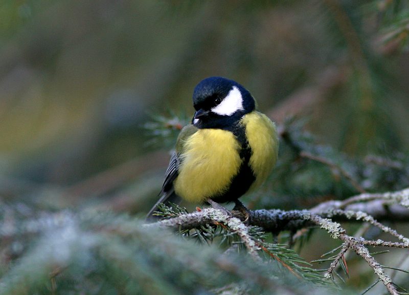 Talitiainen, Great Tit (Parus major)