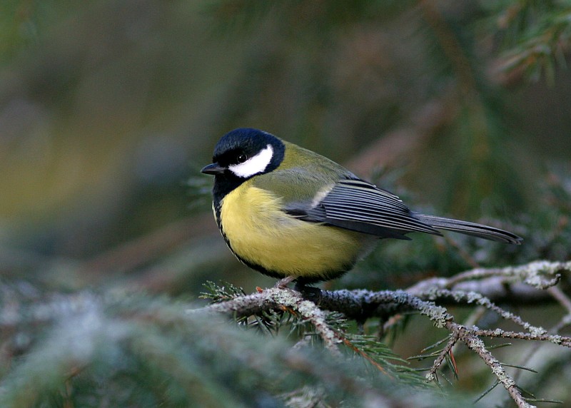 Talitiainen, Great Tit (Parus major)