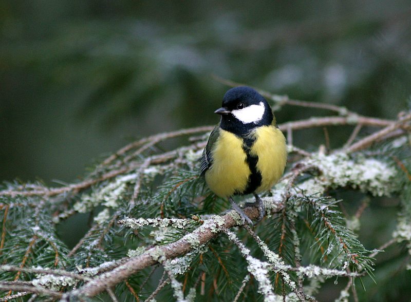 Talitiainen, Great Tit (Parus major)