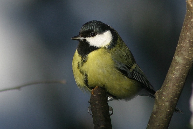 Talitiainen, Great Tit (Parus major)