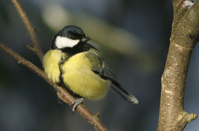 Talitiainen, Great Tit (Parus major)