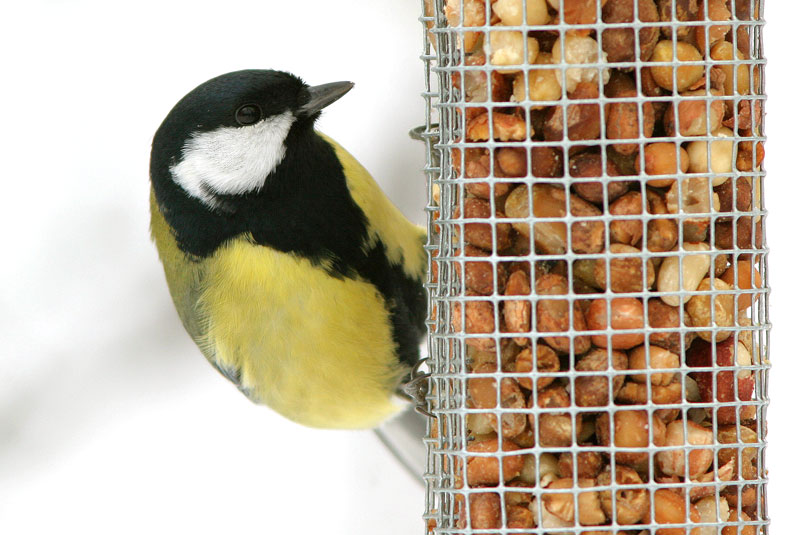 Talitiainen, Great Tit (Parus major)