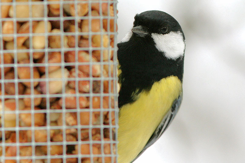 Talitiainen, Great Tit (Parus major)