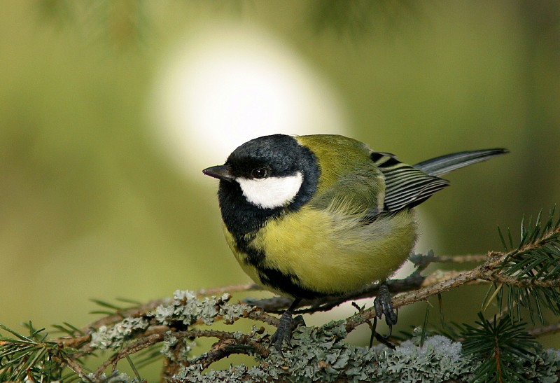 Talitiainen, Great Tit (Parus major)