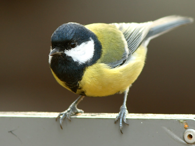 Talitiainen, Great Tit (Parus major)