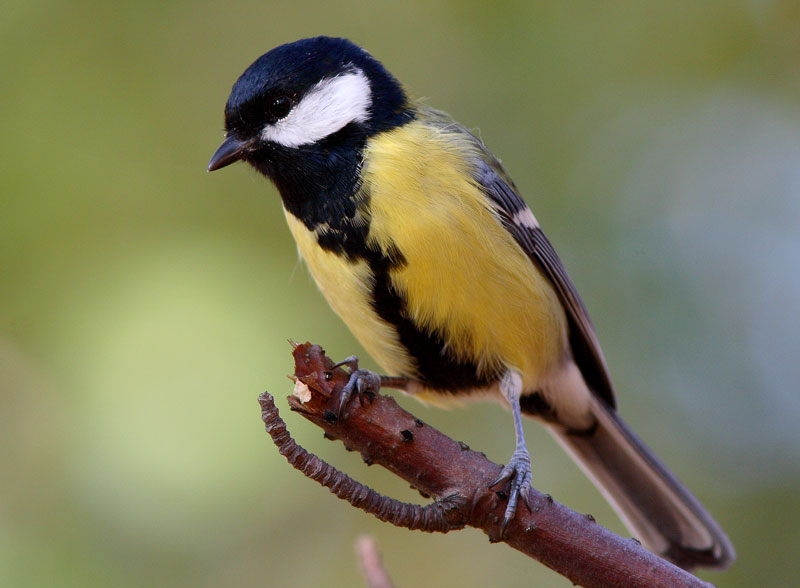 Talitiainen, Great Tit (Parus major)