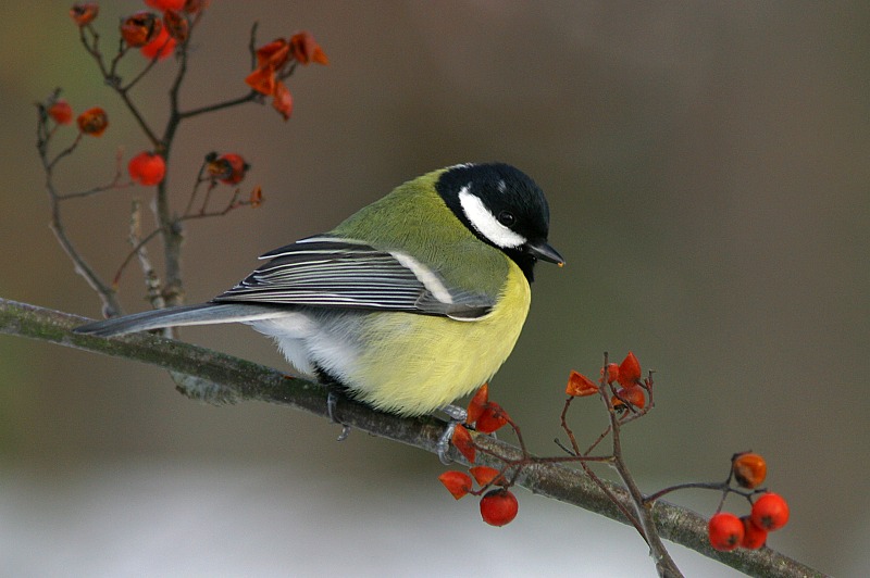 Talitiainen, Great Tit (Parus major)