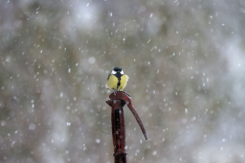 Talitiainen, Great Tit (Parus major)