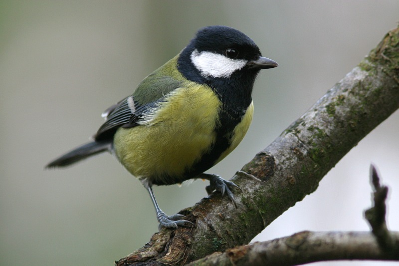 Talitiainen, Great Tit (Parus major)
