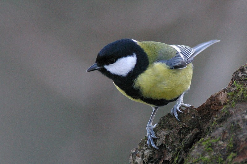 Talitiainen, Great Tit (Parus major)