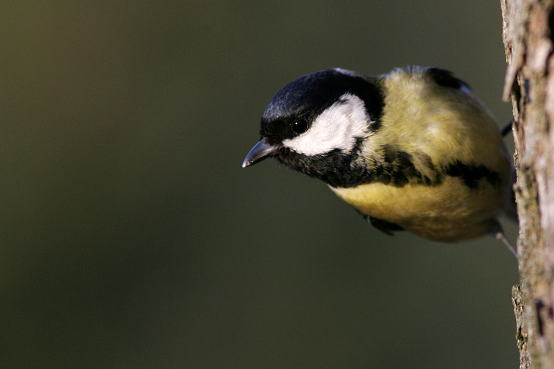 Talitiainen, Great Tit (Parus major)